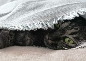 Ο Τσίτσος μας αποκαλύπτει τα μυστικά για τα αγαπημένα μας αιλουροειδή