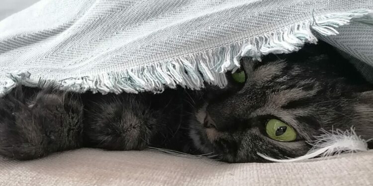 Ο Τσίτσος μας αποκαλύπτει τα μυστικά για τα αγαπημένα μας αιλουροειδή