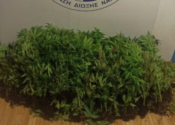 Εντοπίσθηκε φυτεία δενδρυλλίων κάνναβης σε δασώδη περιοχή στη Μάνδρα Αττικής