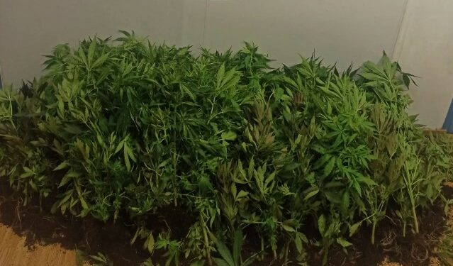 Εντοπίσθηκε φυτεία δενδρυλλίων κάνναβης σε δασώδη περιοχή στη Μάνδρα Αττικής