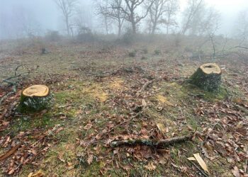 Συνελήφθησαν για παράνομη υλοτομία στον δήμο Βόλβης