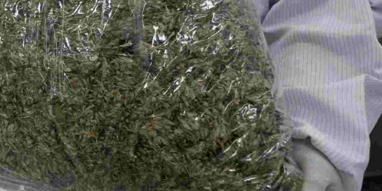 Κατασχέθηκαν 3,2 τόνοι κάνναβης που μετέφεραν ταχύπλοα, στην Κόστα Ρίκα