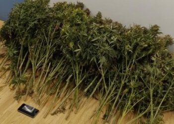 Σύλληψη 41χρονου που κατηγορείται ότι καλλιεργούσε δενδρύλλια κάνναβης σε εργαστήριο στην Καλλιθέα