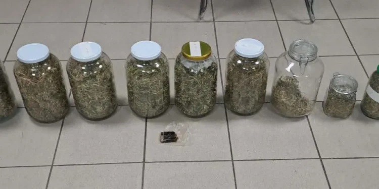 Σύλληψη ατόμου για καλλιέργεια δενδρυλλίων κάνναβης