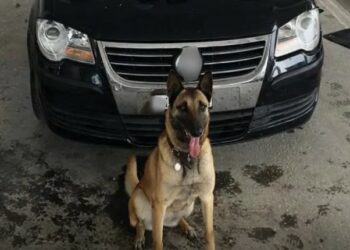 Συνελήφθη αλλοδαπός στο τελωνείο Κήπων που μετέφερε με Ι.Χ.Ε αυτοκίνητο ποσότητες κάνναβης