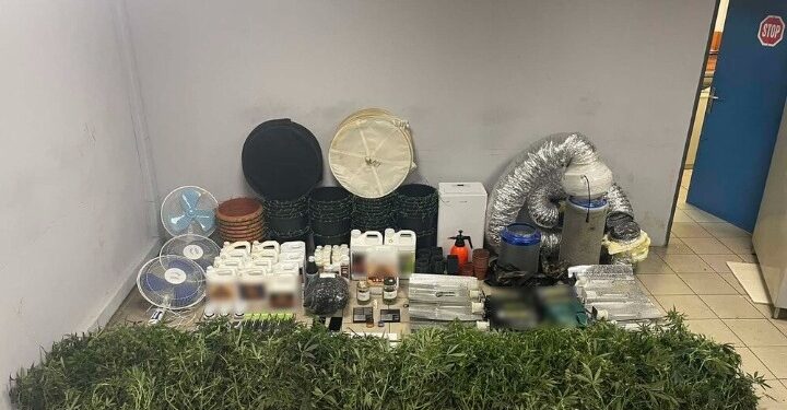 Συνελήφθη 32χρονος που καλλιεργούσε δενδρύλλια κάνναβης σε γλάστρες