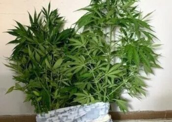 Συλλήψεις 11 ατόμων για κατοχή ναρκωτικών στην Αν. Μακεδονία και Θράκη