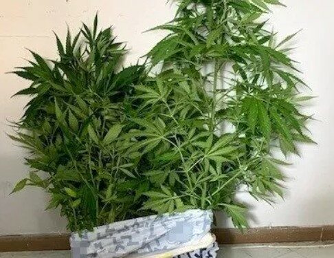 Συλλήψεις 11 ατόμων για κατοχή ναρκωτικών στην Αν. Μακεδονία και Θράκη