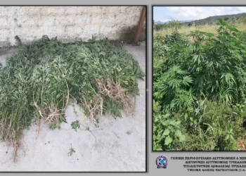Εντοπίστηκαν 164 δενδρύλλια κάνναβης σε περιοχή του Δήμου Μετεώρων
