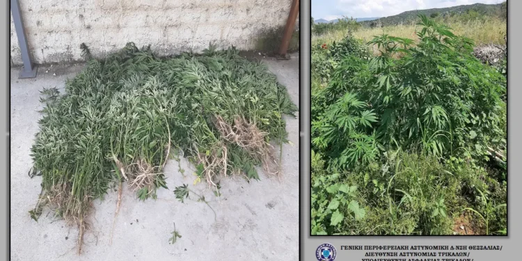 Εντοπίστηκαν 164 δενδρύλλια κάνναβης σε περιοχή του Δήμου Μετεώρων