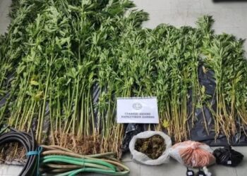 Ξάνθη: Καλλιεργούσε φυτά κάνναβης στην αυλή του σπιτιού του και σε θερμοκήπιο
