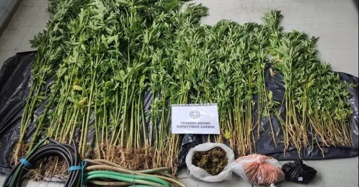 Ξάνθη: Καλλιεργούσε φυτά κάνναβης στην αυλή του σπιτιού του και σε θερμοκήπιο