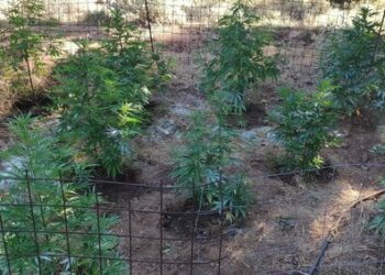 Συλλήψεις για όπλα και για καλλιέργεια δενδρυλλίων κάνναβης στο Μυλοπόταμο Ρεθύμνου