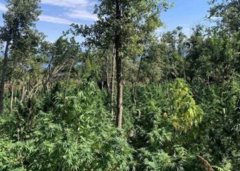 Μεσσηνία: Εντοπίστηκε «δάσος» κάνναβης – Καλλιεργούσαν 172 δενδρύλλια