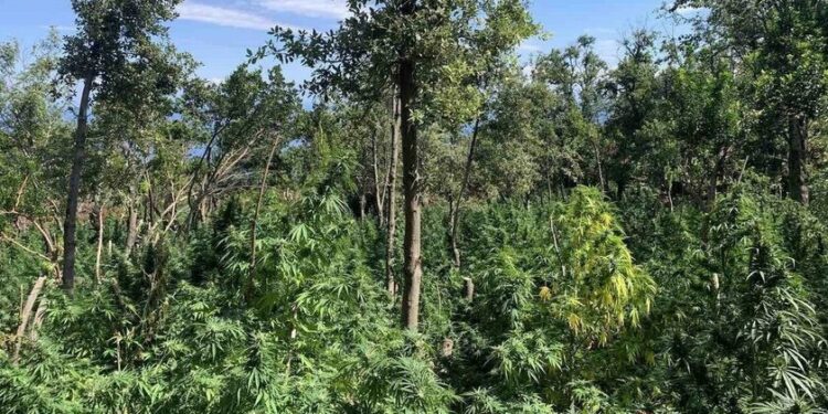 Μεσσηνία: Εντοπίστηκε «δάσος» κάνναβης – Καλλιεργούσαν 172 δενδρύλλια