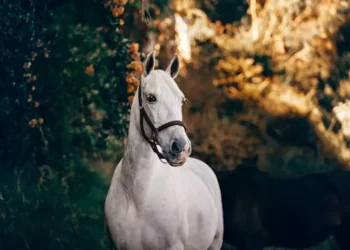 Θλίψη για νεκρό άλογο στον Βόλο: Πνίγηκε από σχοινί με το οποίο ήταν δεμένο – Συνελήφθη ο ιδιοκτήτης του