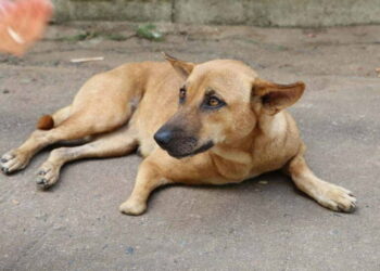 Κτηνωδία στις Σέρρες: Σκότωσαν εν ψυχρώ με καραμπίνα αδέσποτο σκύλο