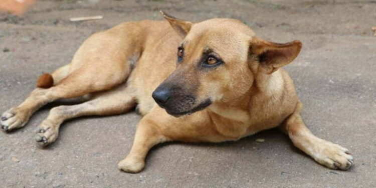 Κτηνωδία στις Σέρρες: Σκότωσαν εν ψυχρώ με καραμπίνα αδέσποτο σκύλο