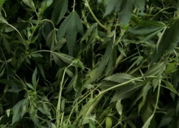 Εξαρθρώθηκε εγκληματική οργάνωση που καλλιεργούσε μεγάλο αριθμό δενδρυλλίων κάνναβης σε βίλα στην Αττική