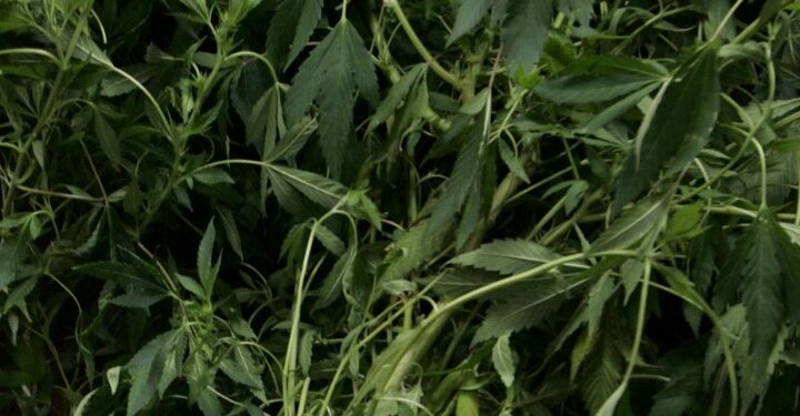 Εξαρθρώθηκε εγκληματική οργάνωση που καλλιεργούσε μεγάλο αριθμό δενδρυλλίων κάνναβης σε βίλα στην Αττική