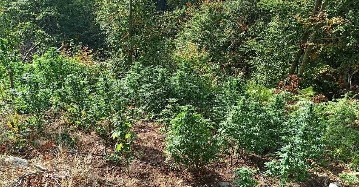 Φυτεία με 565 δενδρύλλια κάνναβης εντοπίστηκε σε περιοχή των Σφακίων