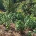 Φυτεία με 565 δενδρύλλια κάνναβης εντοπίστηκε σε περιοχή των Σφακίων