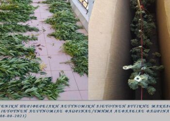 Φλώρινα: Σύστημα εσωτερικής καλλιέργειας κάνναβης είχε στήσει 54χρονος στο σπίτι του