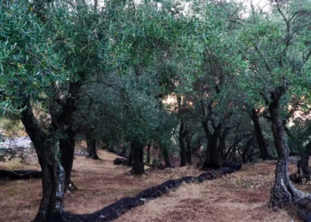 Ξάνθη: Εισέβαλε σε ελαιώνα και έκλεψε 620 κιλά ελιές