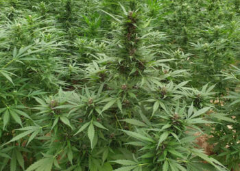 Δράμα: Συνελήφθησαν δύο άτομα για καλλιέργεια κάνναβης