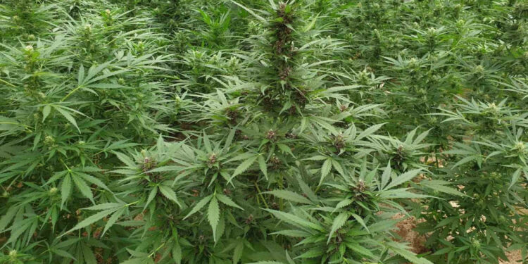 Δράμα: Συνελήφθησαν δύο άτομα για καλλιέργεια κάνναβης