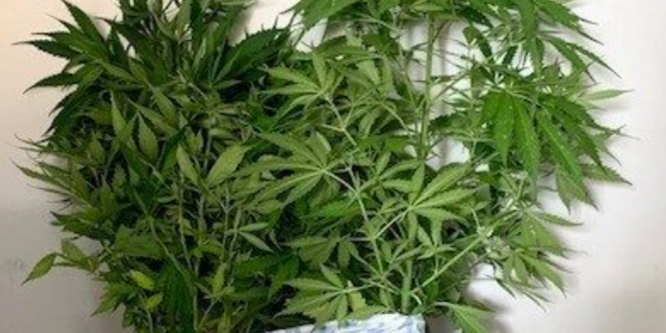 ΑΜΘ: Συνελήφθησαν οκτώ άτομα για κατοχή ναρκωτικών