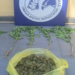 ΑΜΘ: Συνελήφθησαν έντεκα άτομα για κατοχή ναρκωτικών