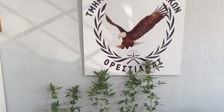 Ορεστιάδα: Συνελήφθη ημεδαπός κατηγορούμενος για καλλιέργεια ναρκωτικών