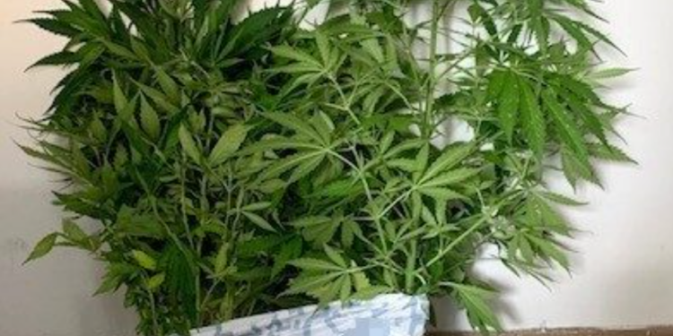 ΑΜΘ: Εννέα συλλήψεις για κατοχή ναρκωτικών