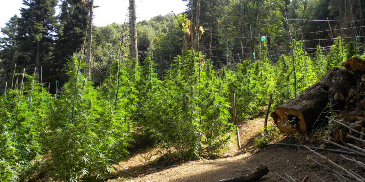 Ρέθυμνο: Εντοπίστηκε φυτεία δενδρυλλίων κάνναβης, αποτελούμενη από 836 δενδρύλλια