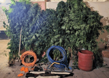 Τρεις συλλήψεις σε περιοχές της Καβάλας και του Έβρου για καλλιέργεια και κατοχή ναρκωτικών