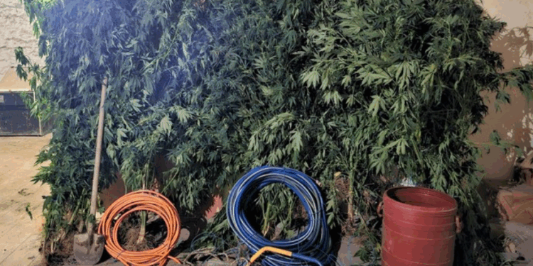 Τρεις συλλήψεις σε περιοχές της Καβάλας και του Έβρου για καλλιέργεια και κατοχή ναρκωτικών