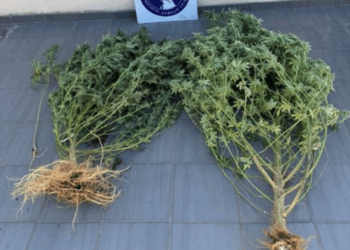 Ανατολική Μακεδονία και Θράκη: 12 συλλήψεις για κατοχή και καλλιέργεια ναρκωτικών