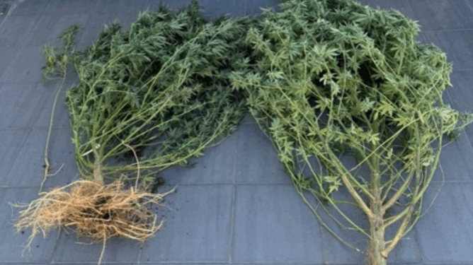 Ανατολική Μακεδονία και Θράκη: 12 συλλήψεις για κατοχή και καλλιέργεια ναρκωτικών