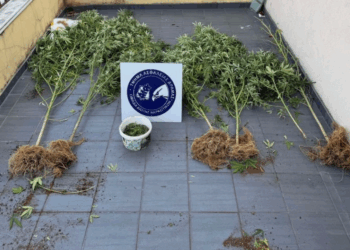 Ανατολική Μακεδονία και Θράκη: 11 συλλήψεις για καλλιέργεια και κατοχή ναρκωτικών