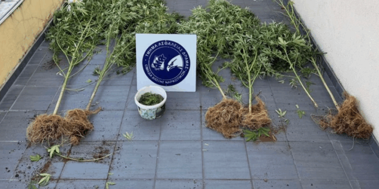 Ανατολική Μακεδονία και Θράκη: 11 συλλήψεις για καλλιέργεια και κατοχή ναρκωτικών