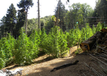 Εξαρθρώθηκε κύκλωμα με φυτεία 4.670 δενδρυλλίων κάνναβης στη Φθιώτιδα – Κέρδη άνω των 9 εκατ. ευρώ